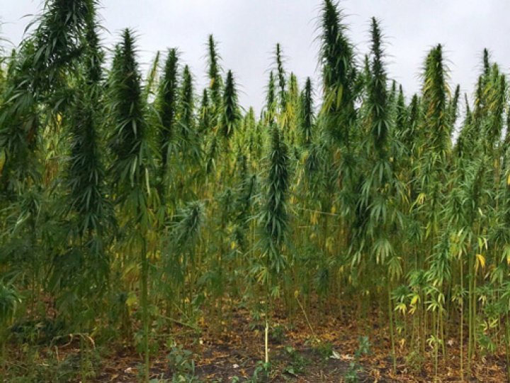 Ініціатор — виробник шкарпеток: на Волині планують створити індустріальний парк із переробки технічних конопель