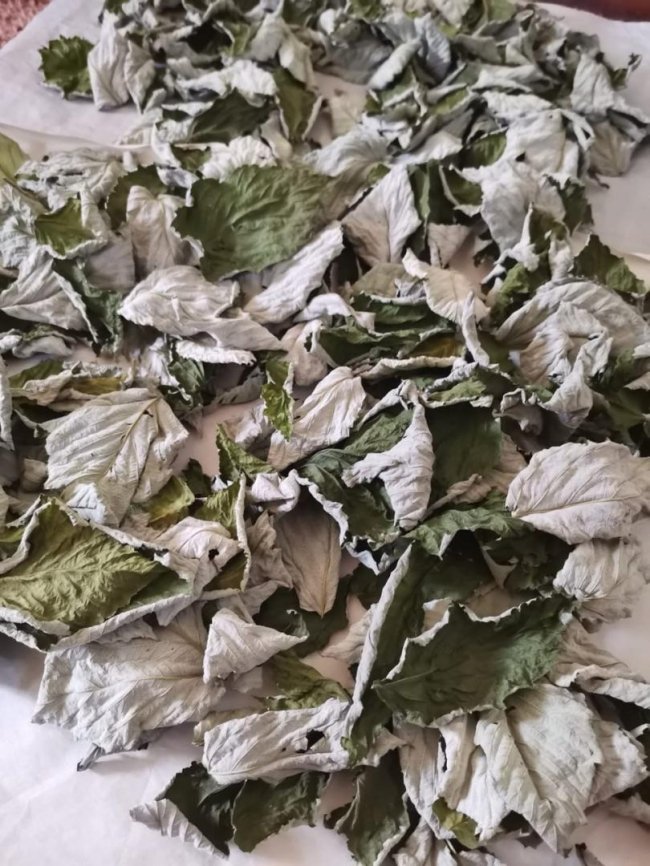 На Волині школярі збирають трави для чаїв українським військовим. ФОТО