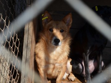 Показали умови, у яких живуть тварини в луцькій «Ласці». ФОТО