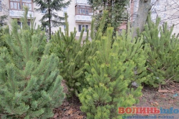 Скільки коштує новорічна красуня у Луцьку. ФОТО