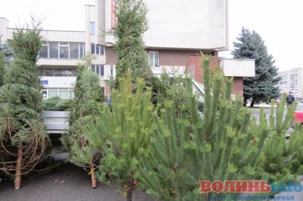 Скільки коштує новорічна красуня у Луцьку. ФОТО