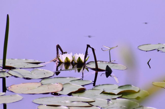 Рідкісна краса: фото червонокнижних рослин «Цуманської пущі»