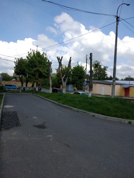 На луцькій вулиці – сухі дерева, які можуть впасти на дорогу. ФОТО