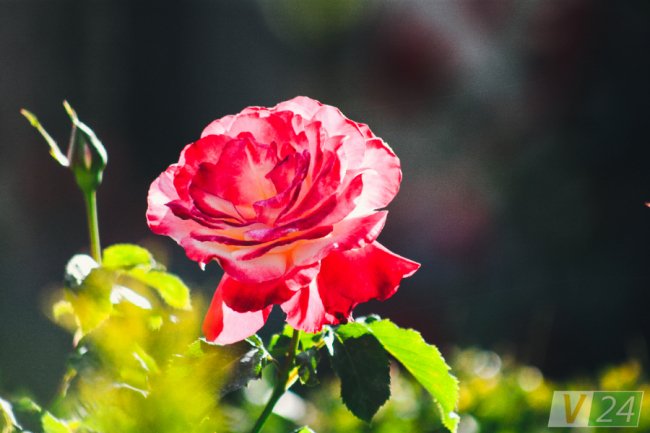 Рожеві, білі і червоні: у центрі Луцька зацвів трояндовий сад