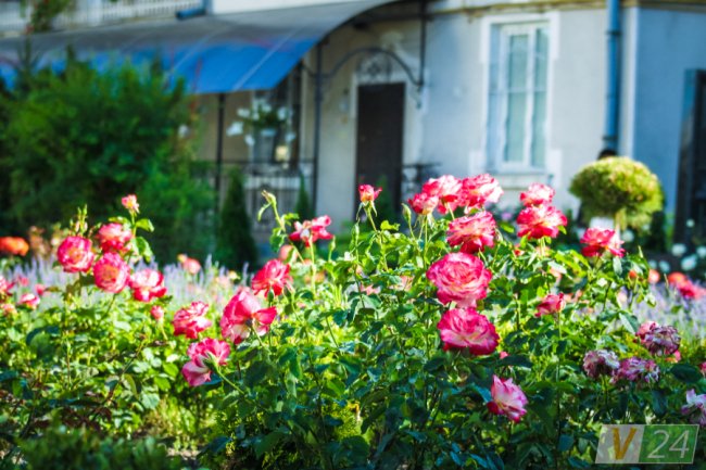 Рожеві, білі і червоні: у центрі Луцька зацвів трояндовий сад