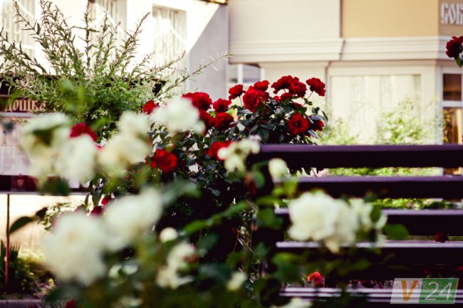 Рожеві, білі і червоні: у центрі Луцька зацвів трояндовий сад