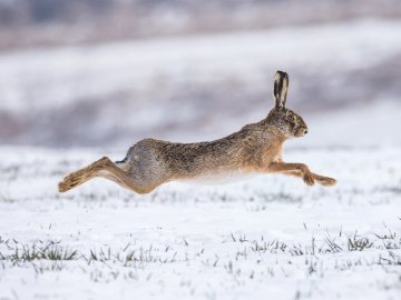 Волинянин заплатив декілька тисяч гривень збитків за незаконно вбитого зайця