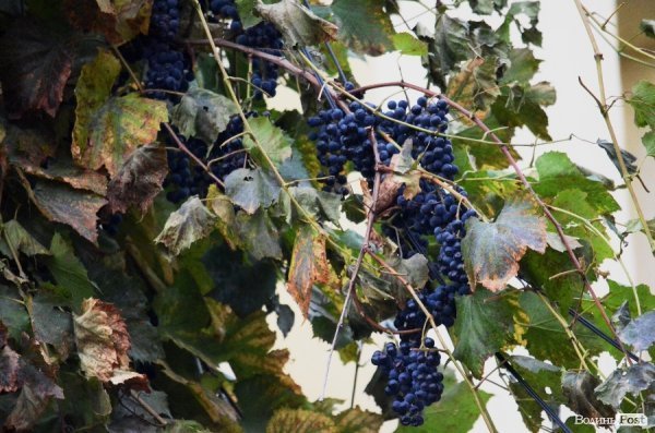 Фотопогляд: вулиця Богдана Хмельницького