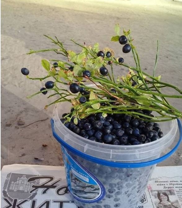 Чорниця у жовтні: волинянин у лісі назбирав відеречко ягід. ФОТО