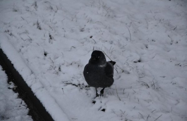 Волинь готова до снігопадів, - ОДА. ФОТО