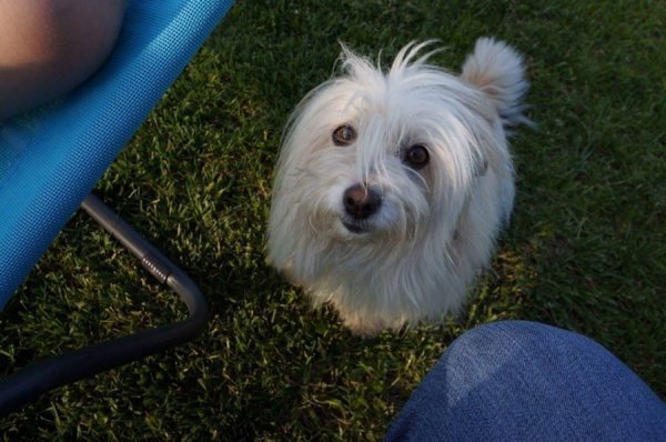 Фото «котячо-собачого» хіт-параду від Луцького зоопарку