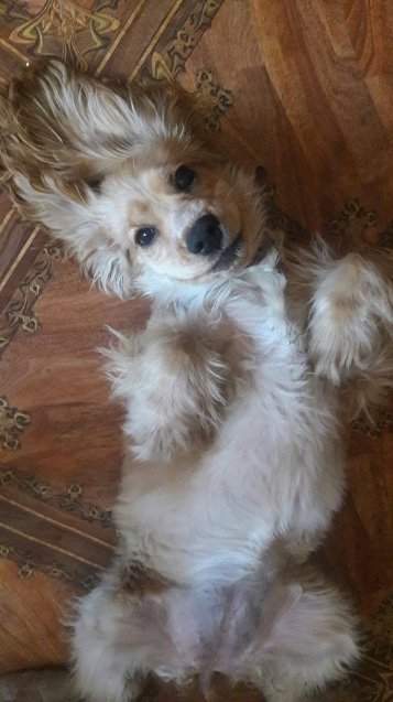 Фото «котячо-собачого» хіт-параду від Луцького зоопарку