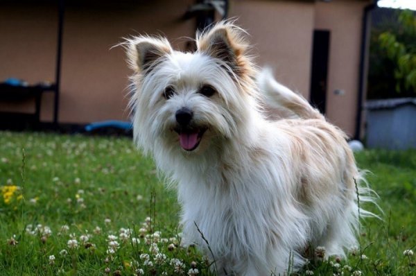 Фото «котячо-собачого» хіт-параду від Луцького зоопарку