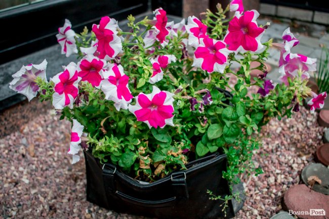 Барвиста краса: літній Луцьк потопає у квітах. ФОТО