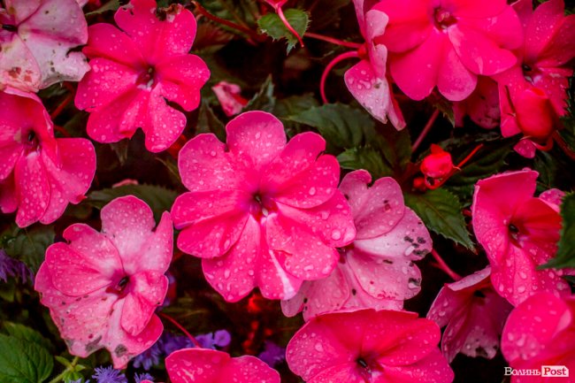 Барвиста краса: літній Луцьк потопає у квітах. ФОТО