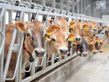 Українським фермерам обіцяють платити по 12 тисяч гривень за корову 