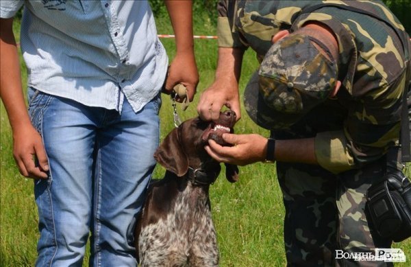 Виставка мисливських собак