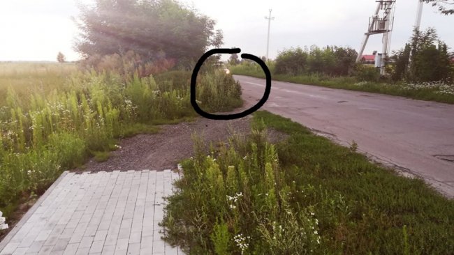 «Впирається в стіну кущів», – журналіст про велодоріжку Луцьк-Жидичин. ФОТО