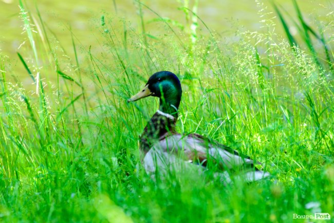 Літній день у центральному парку Луцька. ФОТОРЕПОРТАЖ