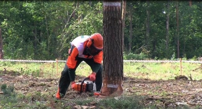 На Волині обрали кращого лісоруба. ФОТО