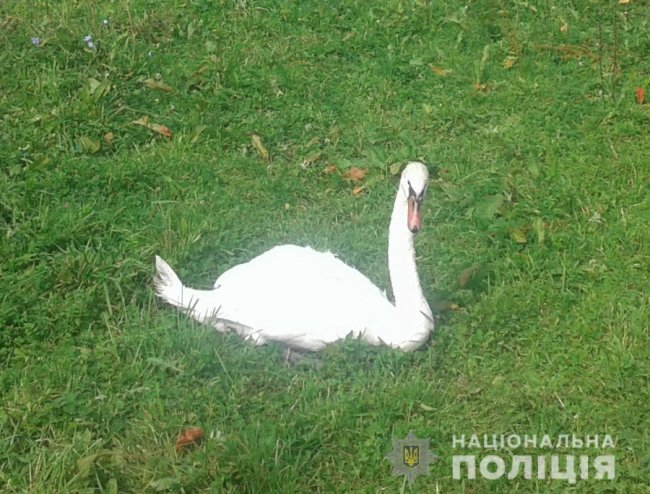 Знесиленого лебедя від смерті врятував волинський поліцейський. ФОТО