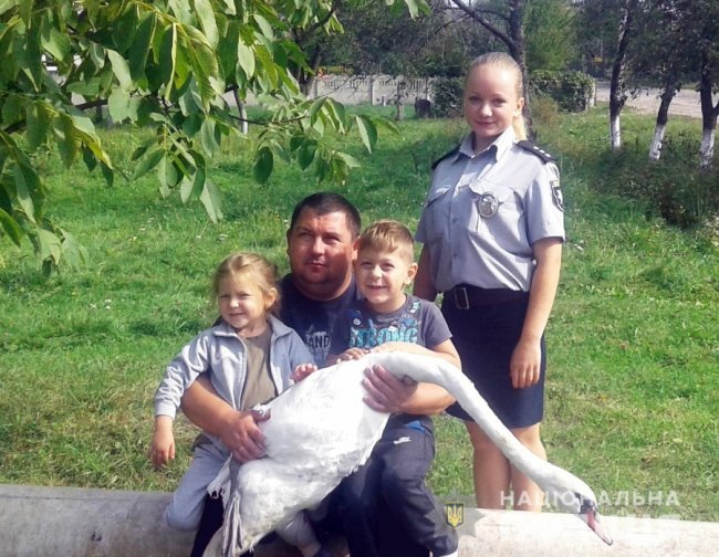 Знесиленого лебедя від смерті врятував волинський поліцейський. ФОТО