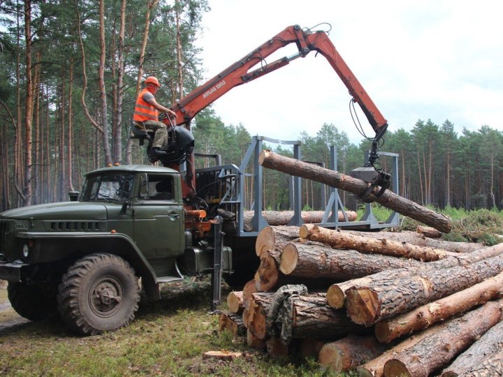 На Волині у військовому лісництві чоловік зрізав дерева: яке покарання він отримав