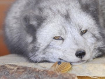 У Луцькому зоопарку – пухнасте поповнення