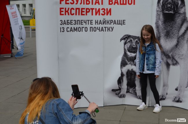 Фестиваль «Мокрі носики» біля луцького «Променя»: як безпритульним пухнастикам шукали дім. ФОТО