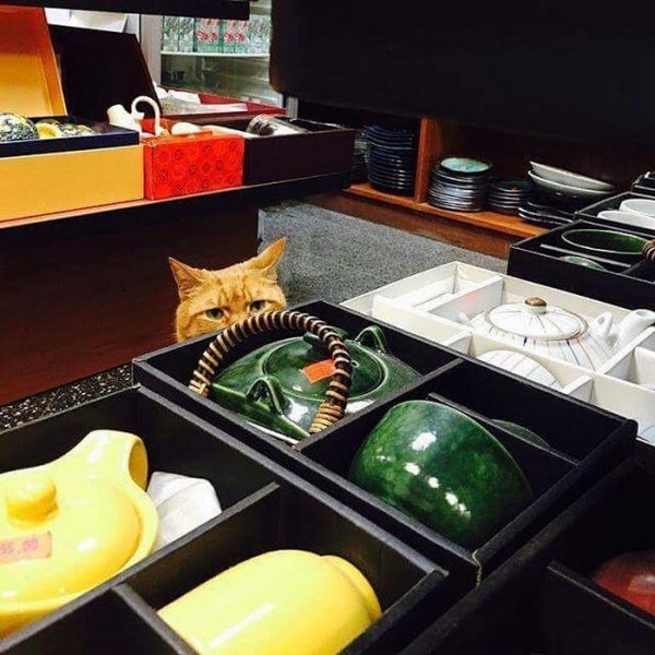 В американському супермаркеті швейцаром працює кіт. ФОТО