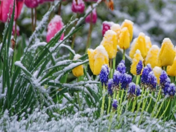 На Волині прогнозують заморозки: коли саме?