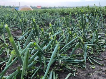 У селі неподалік Луцька град побив усю городину. ФОТО