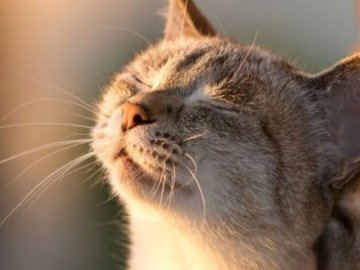 В Україну повертається тепла, але вітряна погода