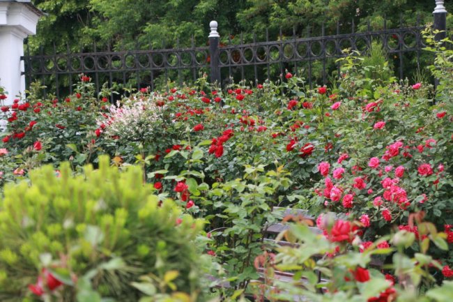 Неповторна атмосфера: біля луцького собору зацвіла тисяча троянд. ФОТО
