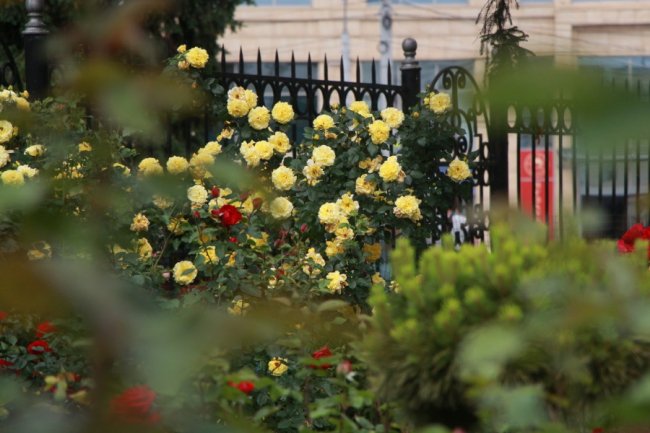 Неповторна атмосфера: біля луцького собору зацвіла тисяча троянд. ФОТО