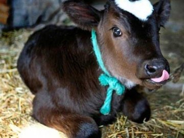 Волинянам розповіли, як отримати 2500 гривень дотації за вирощене теля