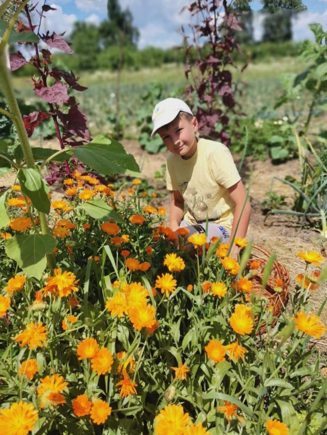 На Волині школярі збирають трави для чаїв українським військовим. ФОТО