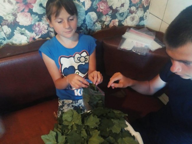 На Волині школярі збирають трави для чаїв українським військовим. ФОТО