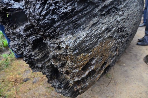 Унікальні світлини: як піднімали з води старовинний човен. ФОТО. ВІДЕО