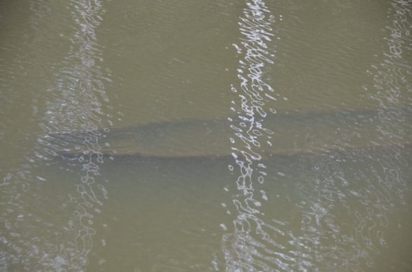 Унікальні світлини: як піднімали з води старовинний човен. ФОТО. ВІДЕО