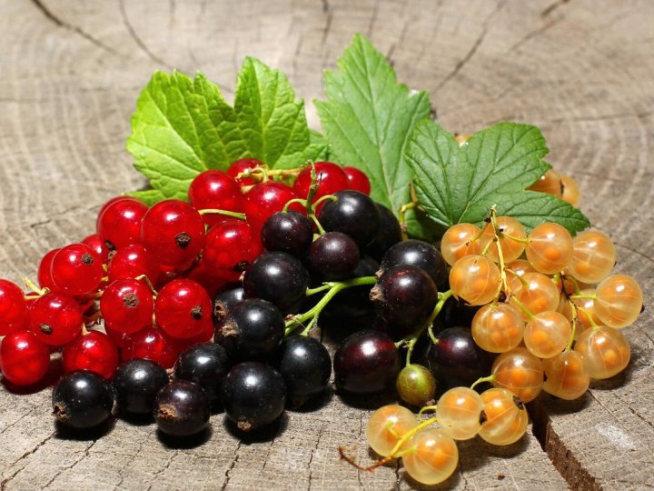 Як заморозити смородину на зиму: зручні способи