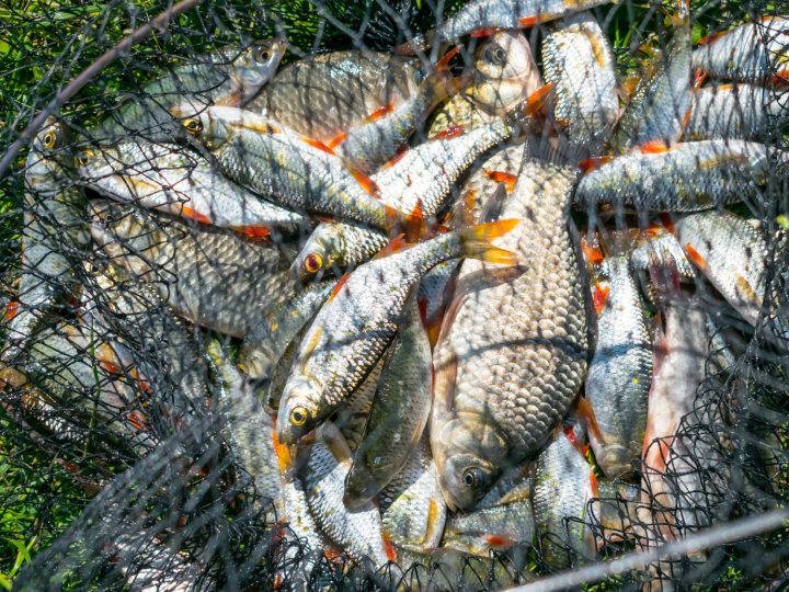  Виставив риболовецькі сітки у водосховищі: судитимуть 62-річного волинянина