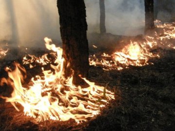Волинянин, який спалив 14 га лісу, постане перед судом