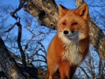 Через сказ на Волині хочуть відстріляти близько 700 лисиць