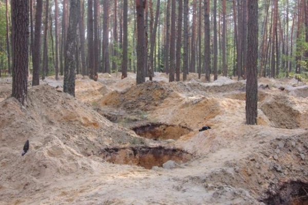 На Волині ліквідовують наслідки «наїзду» на ліси. ФОТО