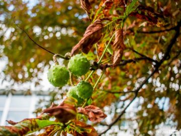 Літній листопад: чому «лисіють» луцькі каштани. ФОТО