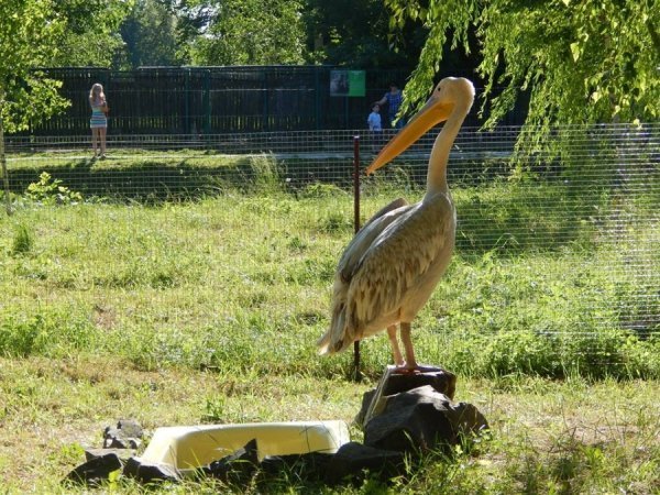 У луцькому зоопарку оселився новий мешканець. ФОТО