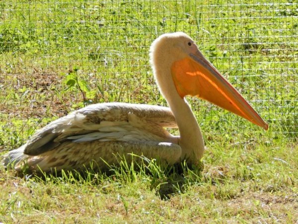 У луцькому зоопарку оселився новий мешканець. ФОТО