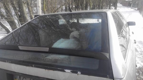 Врятовану лебідку прихистили в Луцькому зоопарку