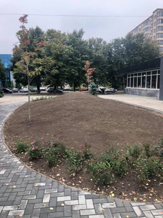 У Луцьку озеленюють новий сквер на проспекті Волі. ФОТО